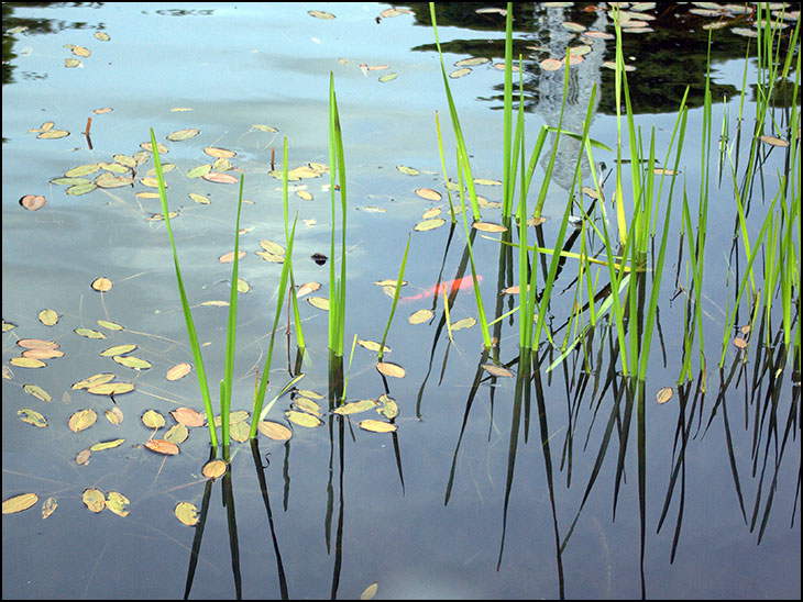 Fish Pond