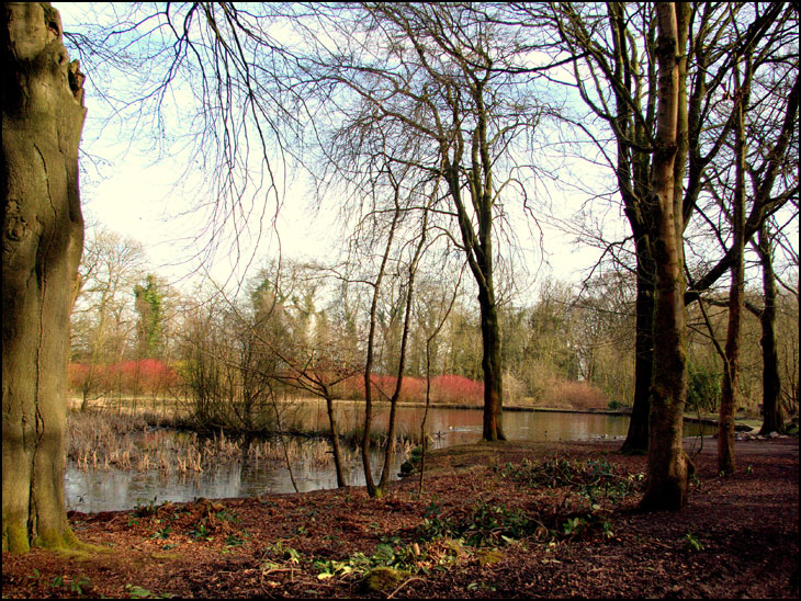 Swan Pond