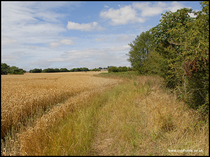 Cornfield - Golborne