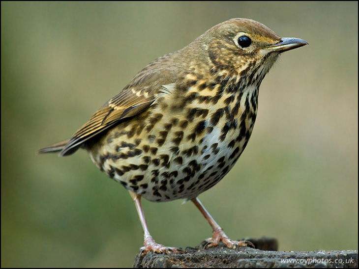 Song Thrush