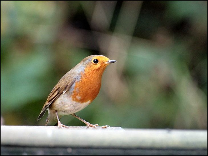 Robin