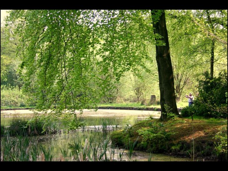 Swan Pond