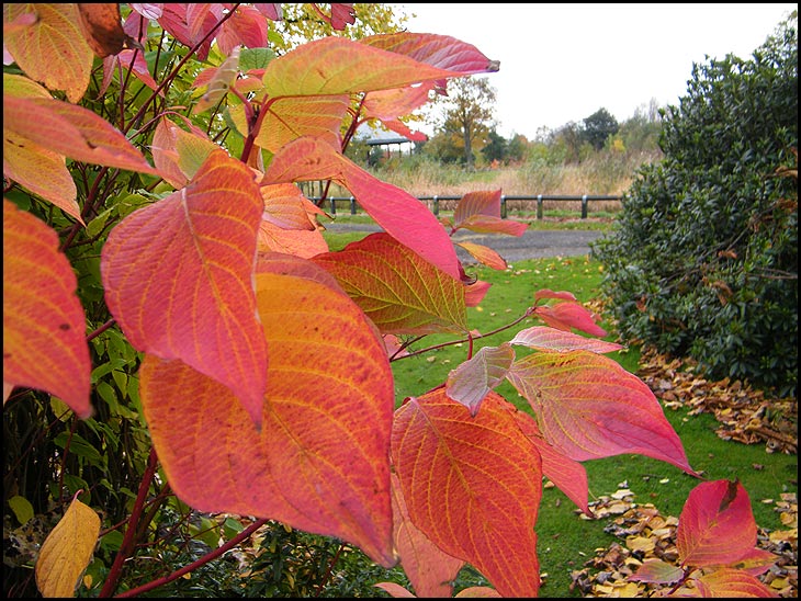 Autumn Colours