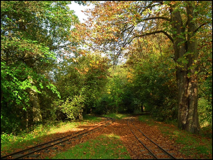 Autumn Colours