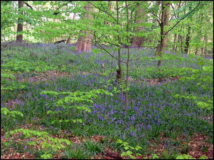 Bluebells