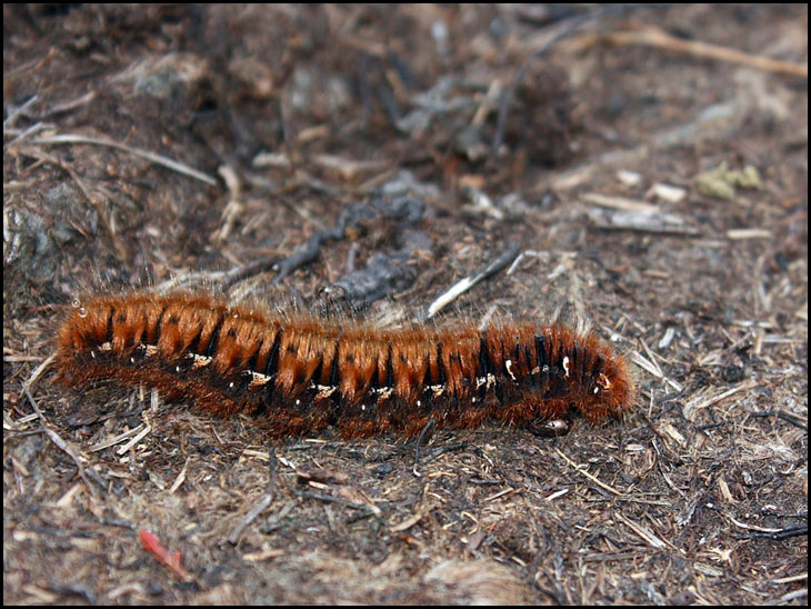 Large Caterpillar