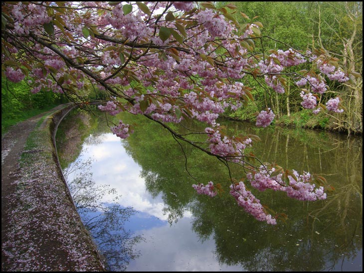 Flowering cherry tree