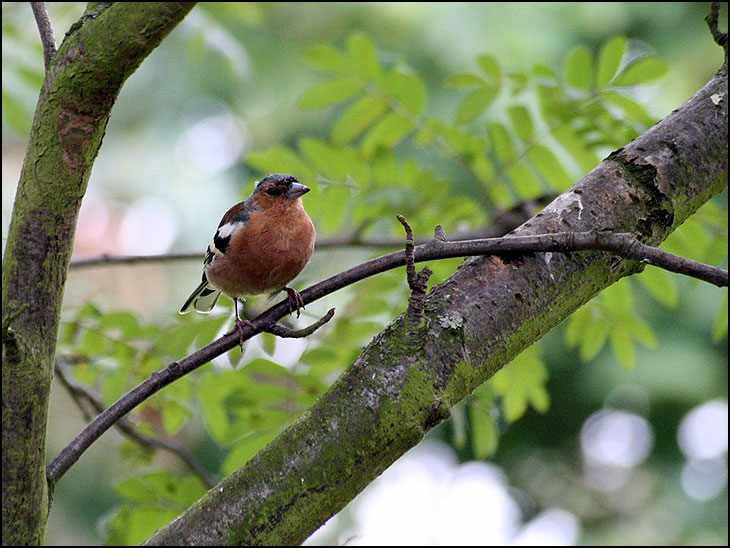 Chaffinch