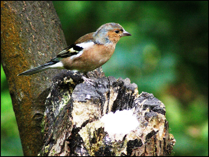 Chaffinch