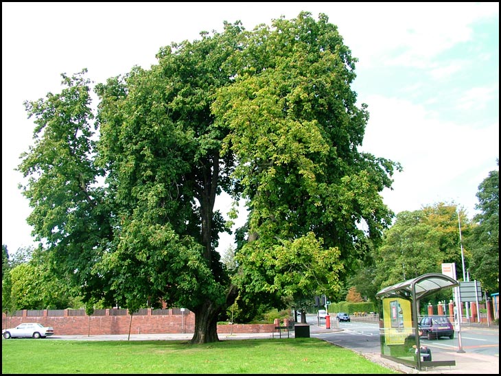 Horse Chestnut