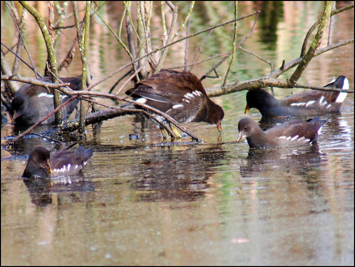 Family of Coots