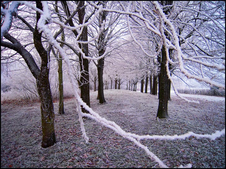 The Frosty Glen