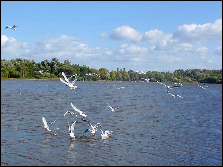 Pennington Flash