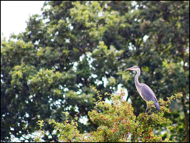 Heron