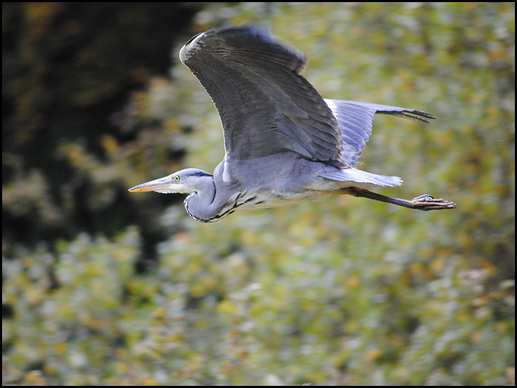 Heron