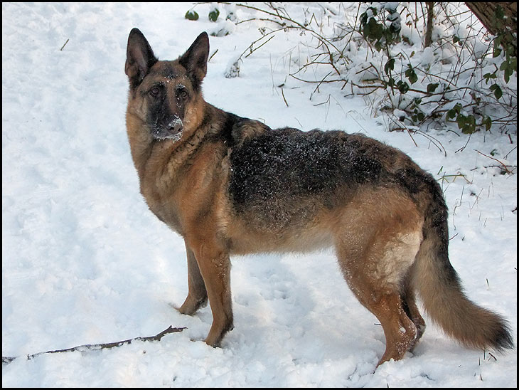 Lucy in the snow