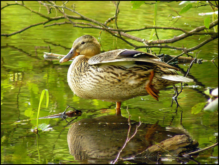 Female Mallard