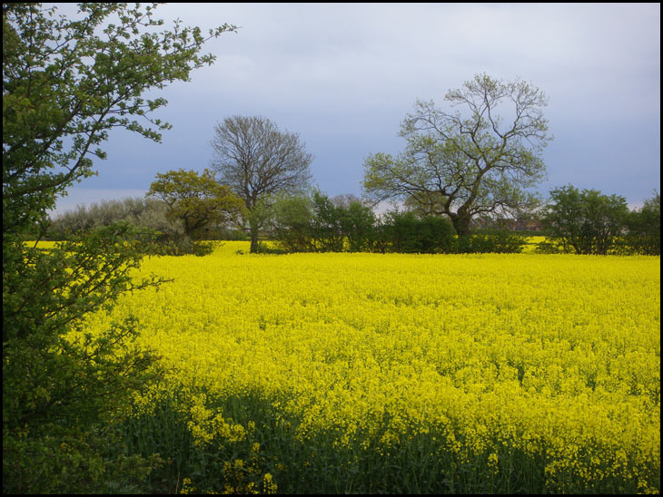 Rape field