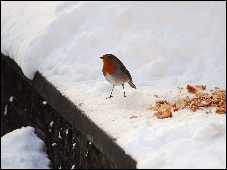 Christmas Robin