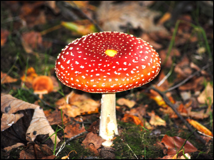 Toadstool