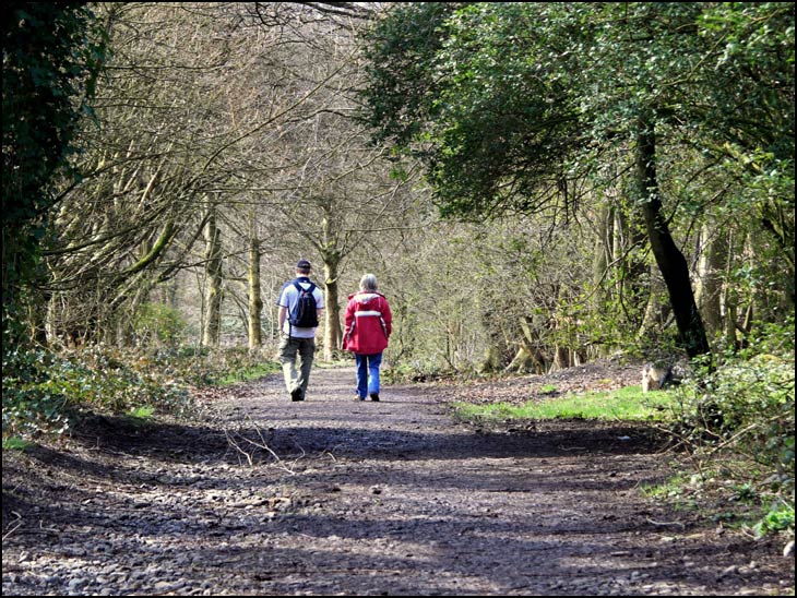 A Walk in the Woods