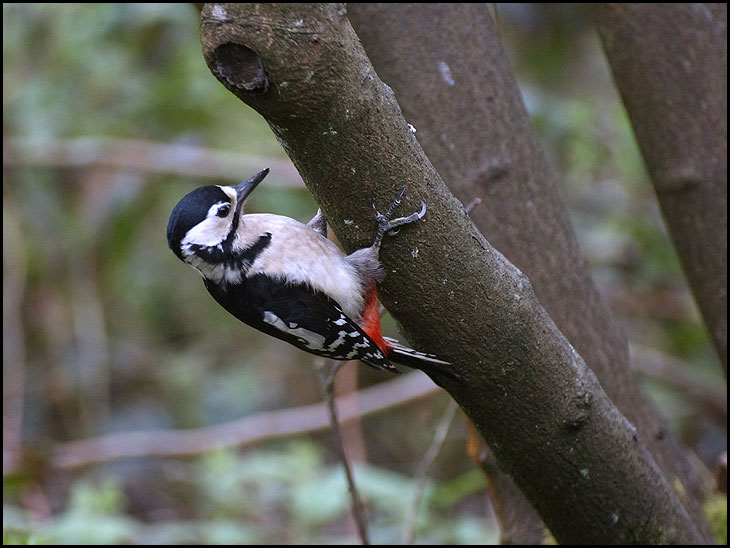 Greater spotted woodpecker