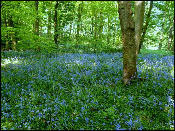 Bluebells