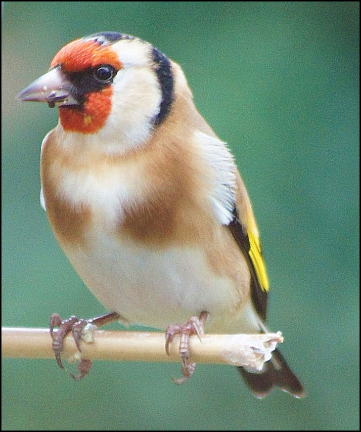 Bullfinch