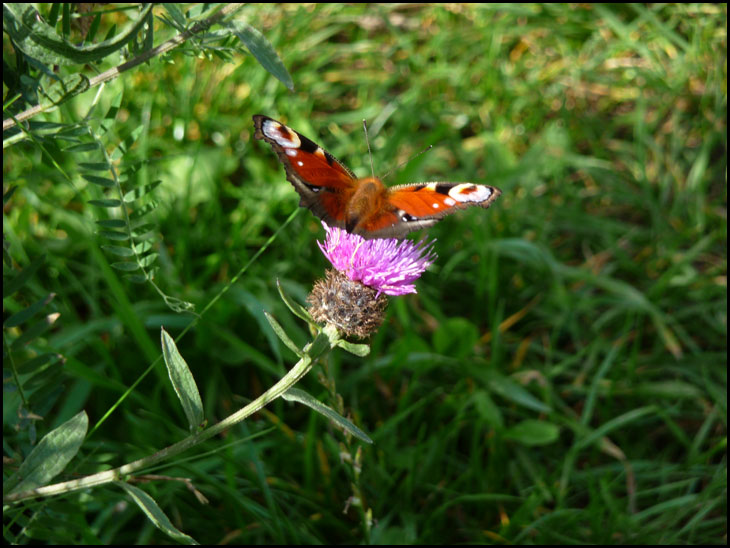 Peacock butterfly