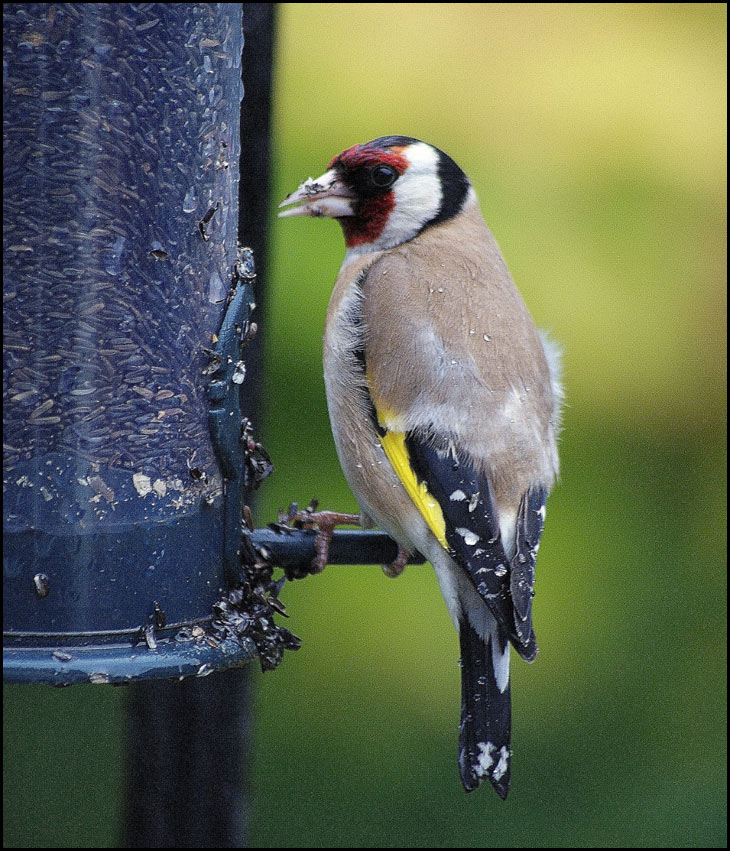 Goldfinch