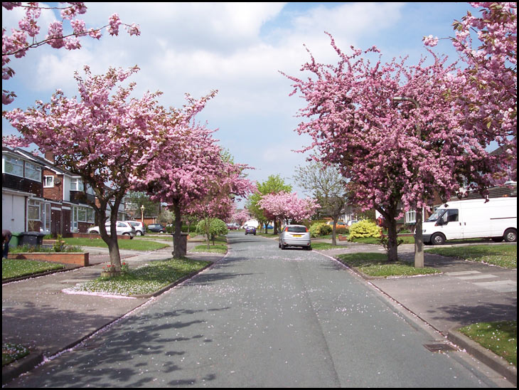 Cherry Blossom