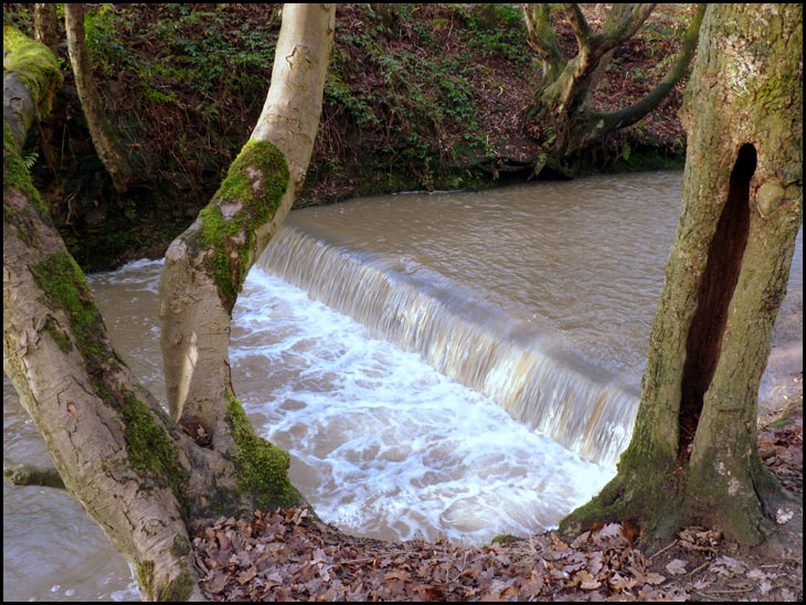 Borsdane Wood