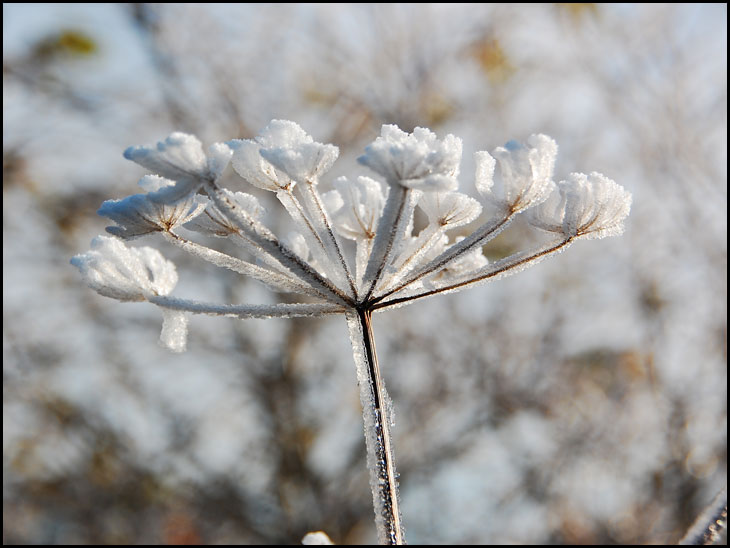 Iced Plant