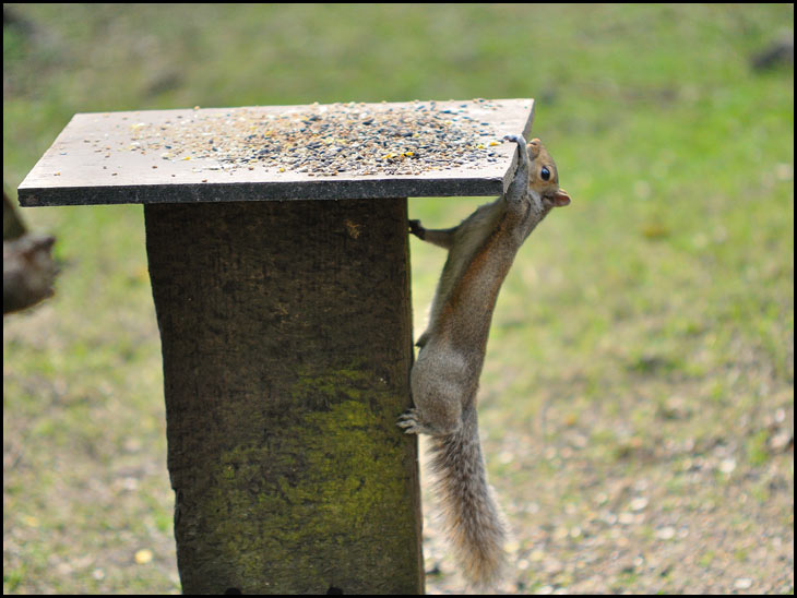 Crafty Squirrel