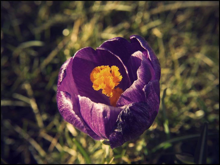 Crocus