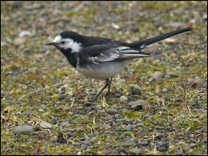 Pied Wagtail