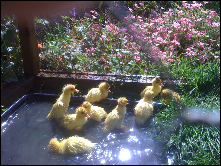 Ducklings