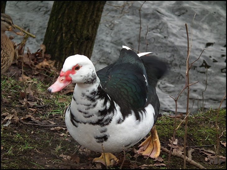 Muscovy Duck