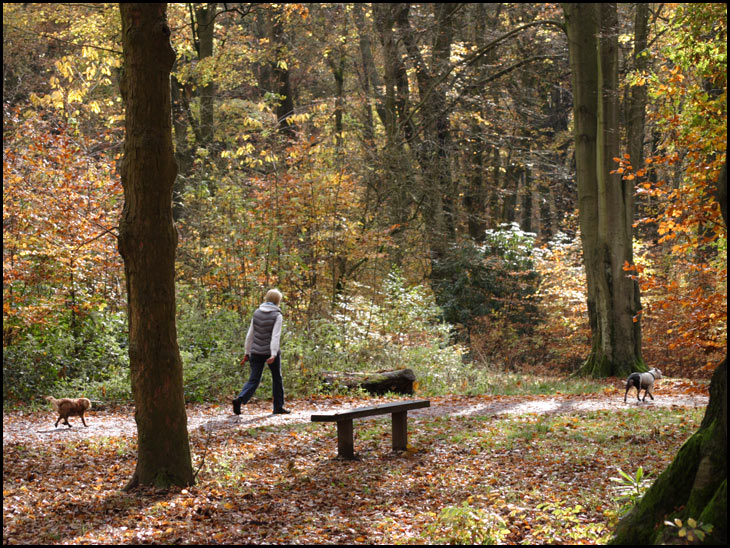 Autumn walk