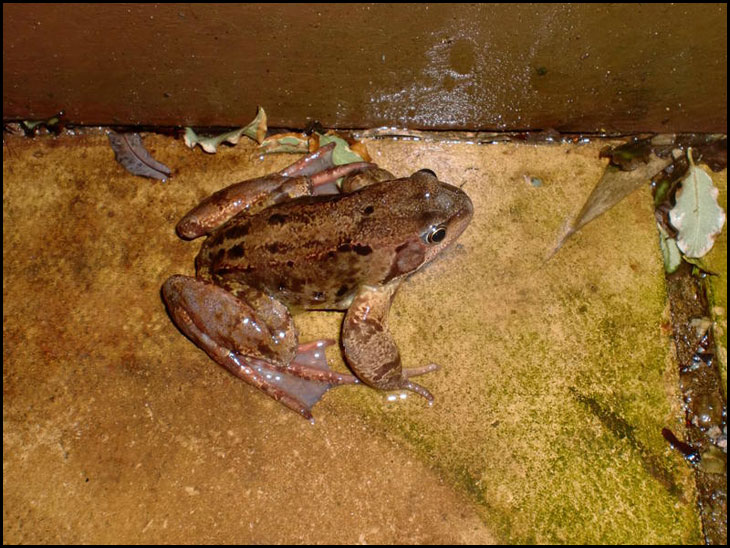 Ribbit
