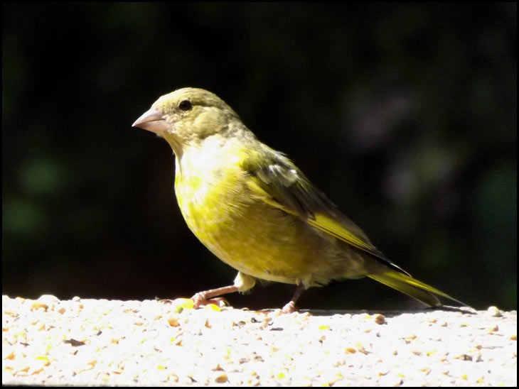 Green Finch