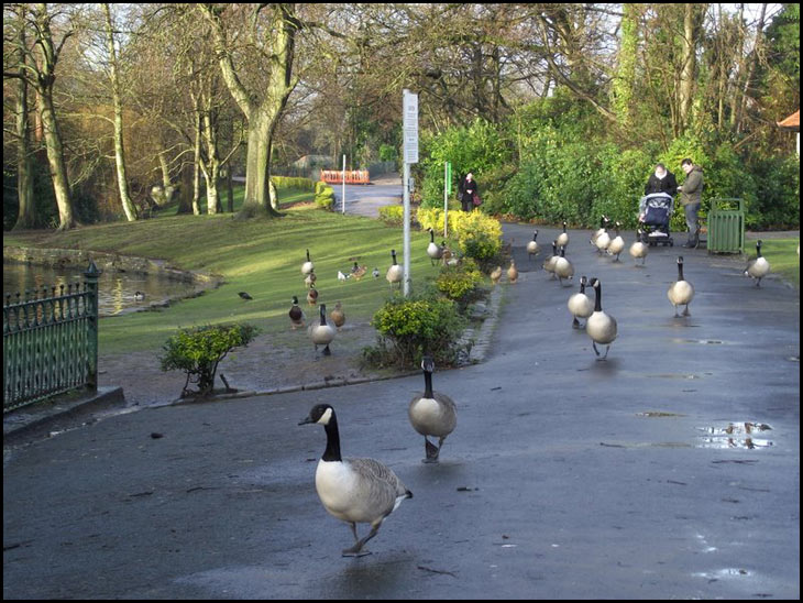 A stroll in the park