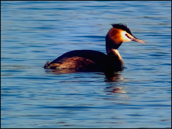 Great crested grebe