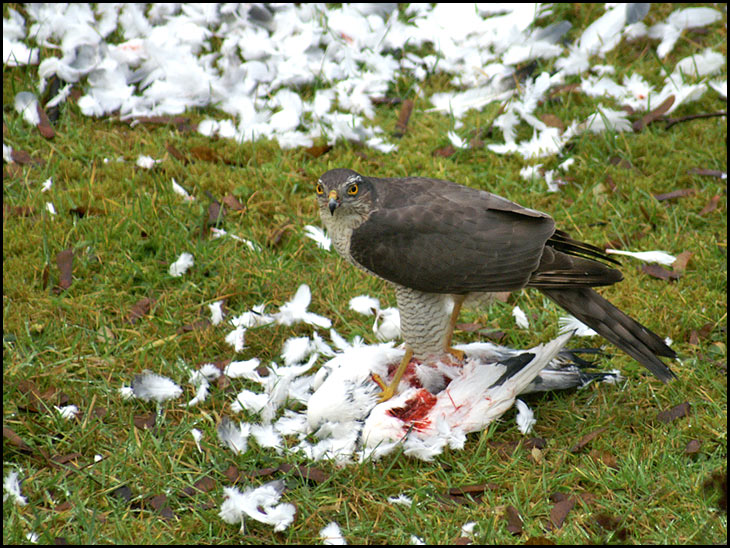 Death at the Vicarage