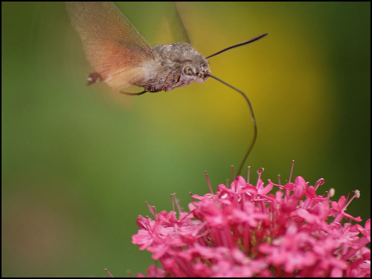 Humming Bird Moth