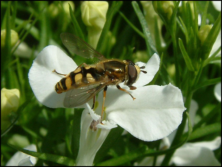 Hoverfly