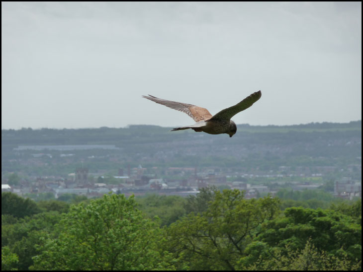 Kestrel