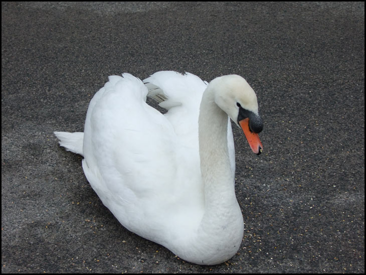 Lazy Swan