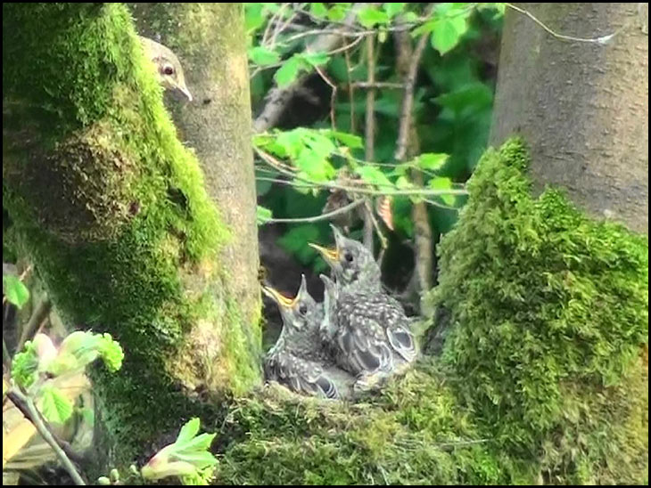 Mistle Thrush