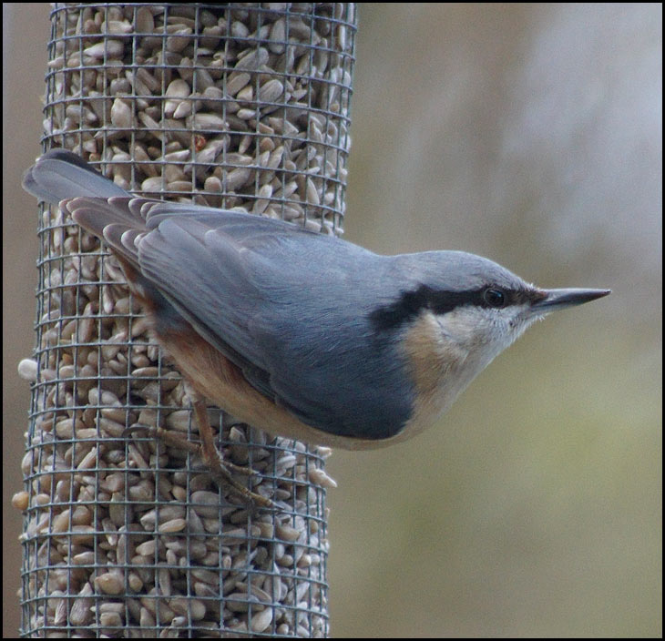 Nuthatch